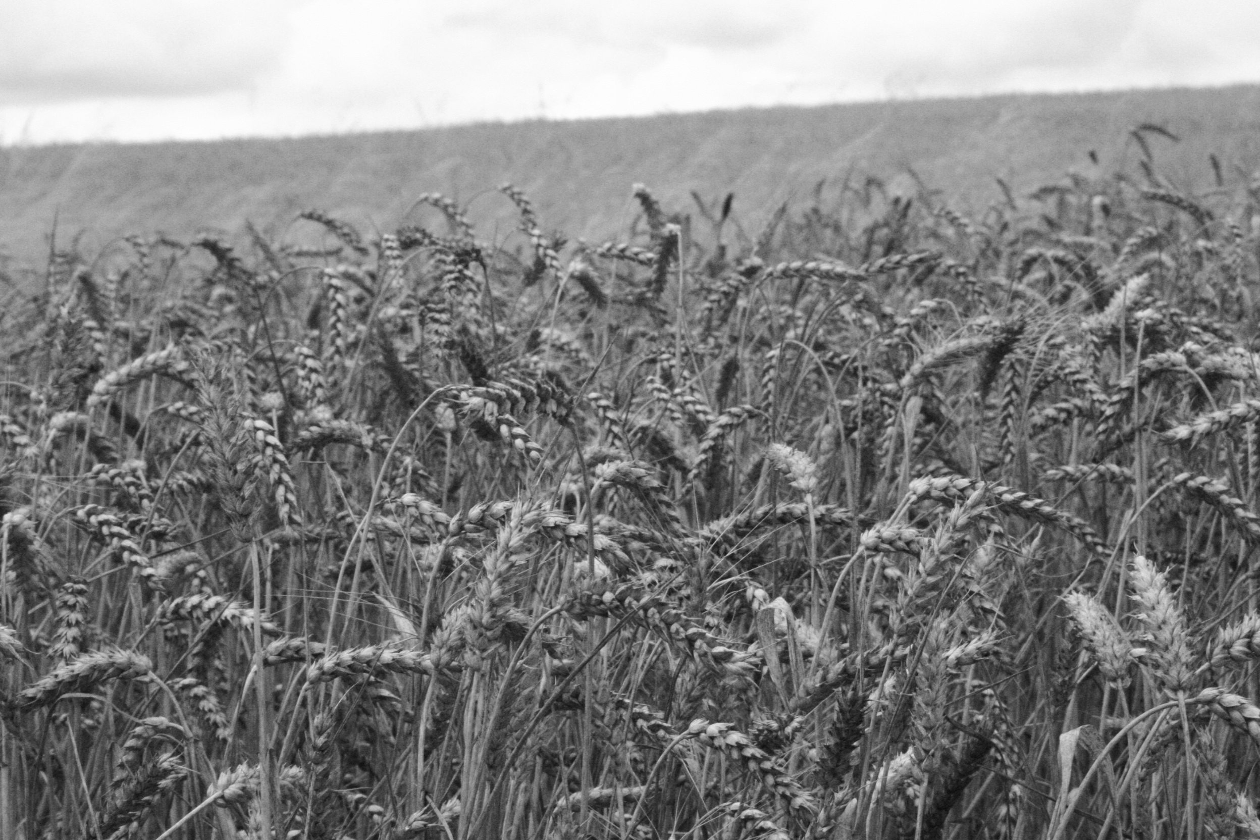 un été de canicule